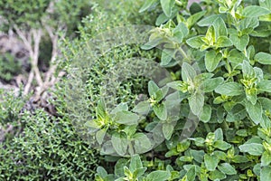 Oregano and thyme in the herb bed