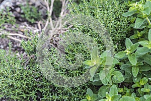 Oregano and thyme in the herb bed