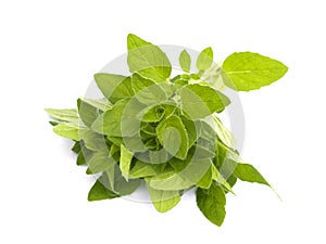 oregano