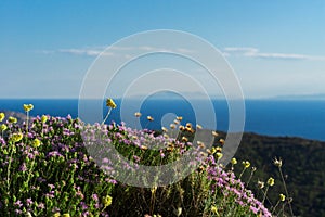 Oregano and wild flowers in the mountains of Greece