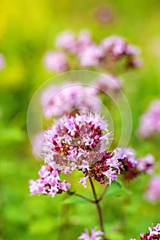 Oregano, wild marjoram