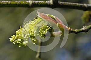 Oregon or Bigleaf Maple photo