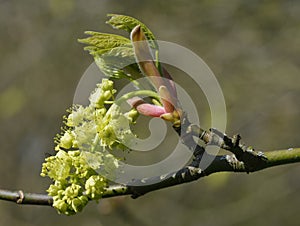 Oregon or Bigleaf Maple photo