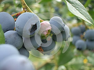 Oregon Blue Berries