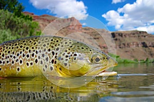 Oregon brown trout