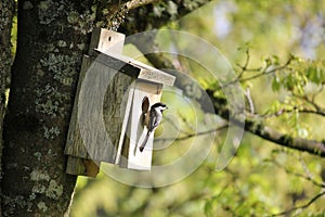 Oregon Chickadee Attracted To A Bird House.