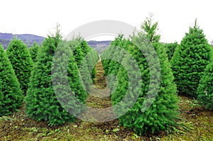 Oregon Christmas Tree Farm