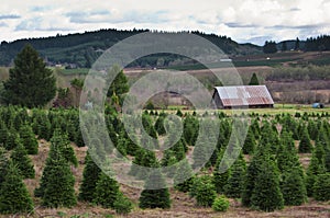 Oregon Christmas Tree Farm