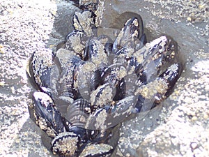Oregon Coast Crustaceans photo