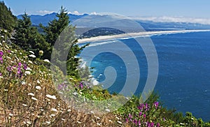 Oregon coast panorama with wildflowers