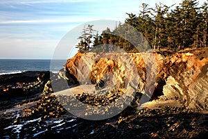 Oregon coast portrait