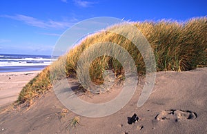 Oregon coast portraits