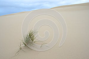 Oregon coast portraits