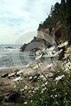 Oregon coast portraits