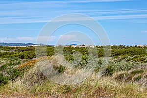 Oregon Coastal Landscape