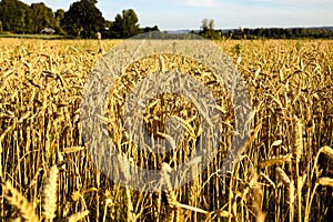 Oregon country portraits