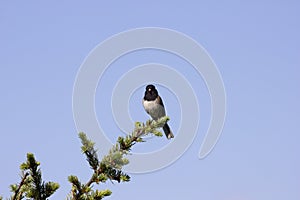 Oregon Dark-eyed Junco (Junco hyemalis)