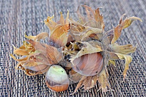 Oregon filbert (hazelnut)