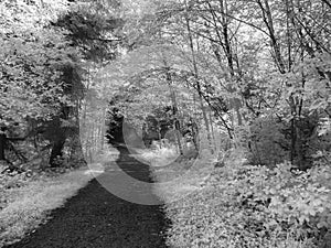 Oregon Forest Path, infrared