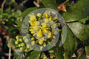 Oregon Grape