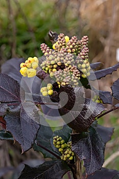Oregon grape Berberis aquifolium, budding yellow flowers