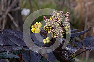 Oregon grape Berberis aquifolium, buds and budding yellow flowers