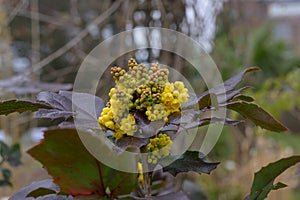 Oregon grape Berberis aquifolium, buds and yellow flowers