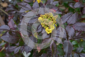 Oregon grape Berberis aquifolium, dark red leaves and yellow flowers
