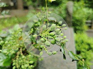 Oregon grape - berries