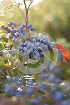 Oregon Grape Berries (Mahonia aquifolium)