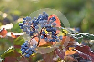 Oregon Grape Berries (Mahonia aquifolium)