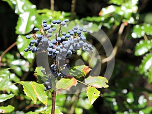 Oregon Grape Berries - Mahonia Aquifolium photo