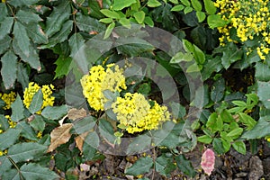 Oregon grape in bloom in spring