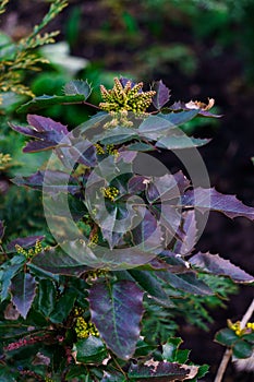 Oregon-grape bush green branch in early spring