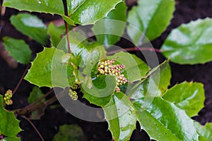 Oregon-grape bush green branch in early spring