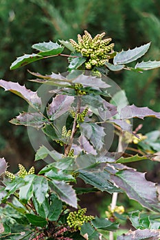 Oregon-grape bush green branch in early spring