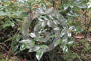 Oregon grape dark green pinnate foliage, as if waxed