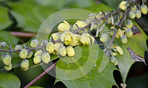 Oregon grape flowers