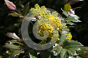 Oregon Grape Flowers in the garden