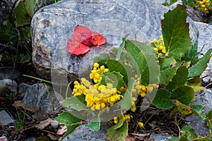 Oregon Grape Holly