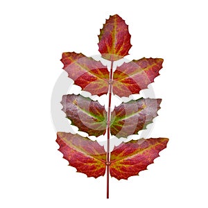 Oregon grape leaf