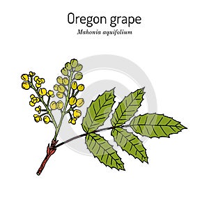 Oregon grape Mahonia aquifolium