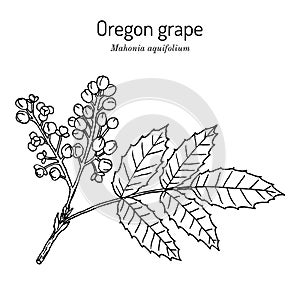 Oregon grape Mahonia aquifolium