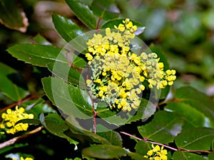 Oregon Grape (Mahonia aquifolium)