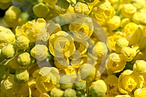 Oregon Grape (Mahonia aquifolium)