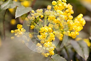 Oregon Grape (Mahonia aquifolium)