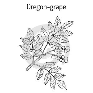 Oregon grape Mahonia aquifolium