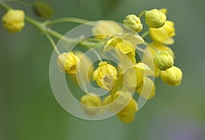 Oregon Grape Mahonia aquifolium, Cowichan Valley, Vancouver Island, British Columbia