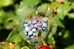 Oregon grape or Mahonia aquifolium evergreen shrub flowering plant with small cluster of dusty blue berries and pinnate leaves