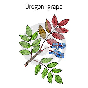 Oregon grape Mahonia aquifolium photo